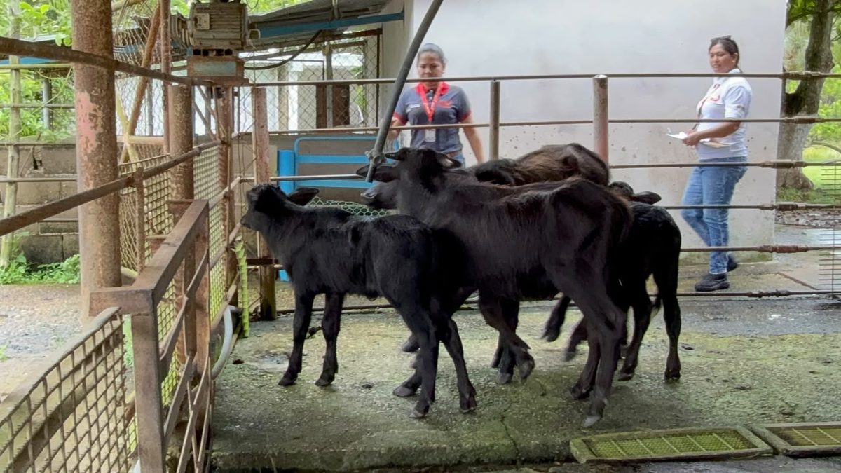 Caracterización bovina alcanza cobertura total en ocho municipios de Monagas 2 bovina2