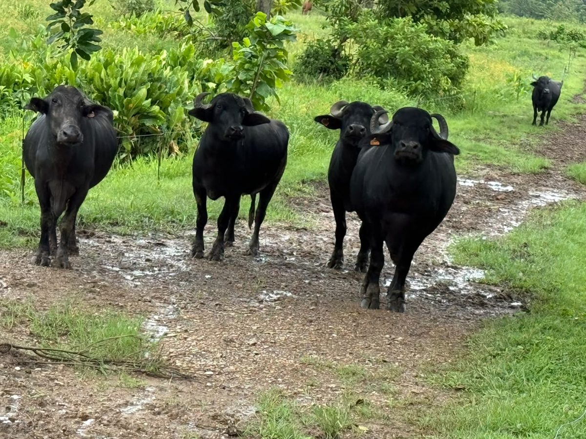 Caracterización bovina alcanza cobertura total en ocho municipios de Monagas 4 bovina4