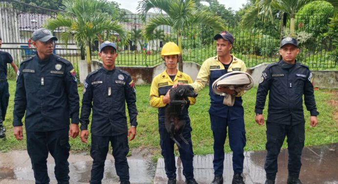 Bomberos forestales de Inparques y PNB rescatan perrito en río de Acosta